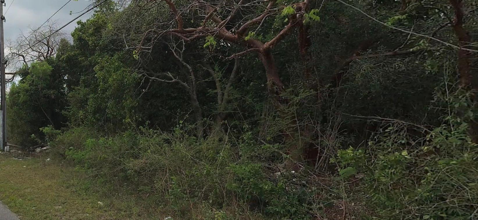 29 CONGO TOWN SOUTH ANDROS,Congo Town