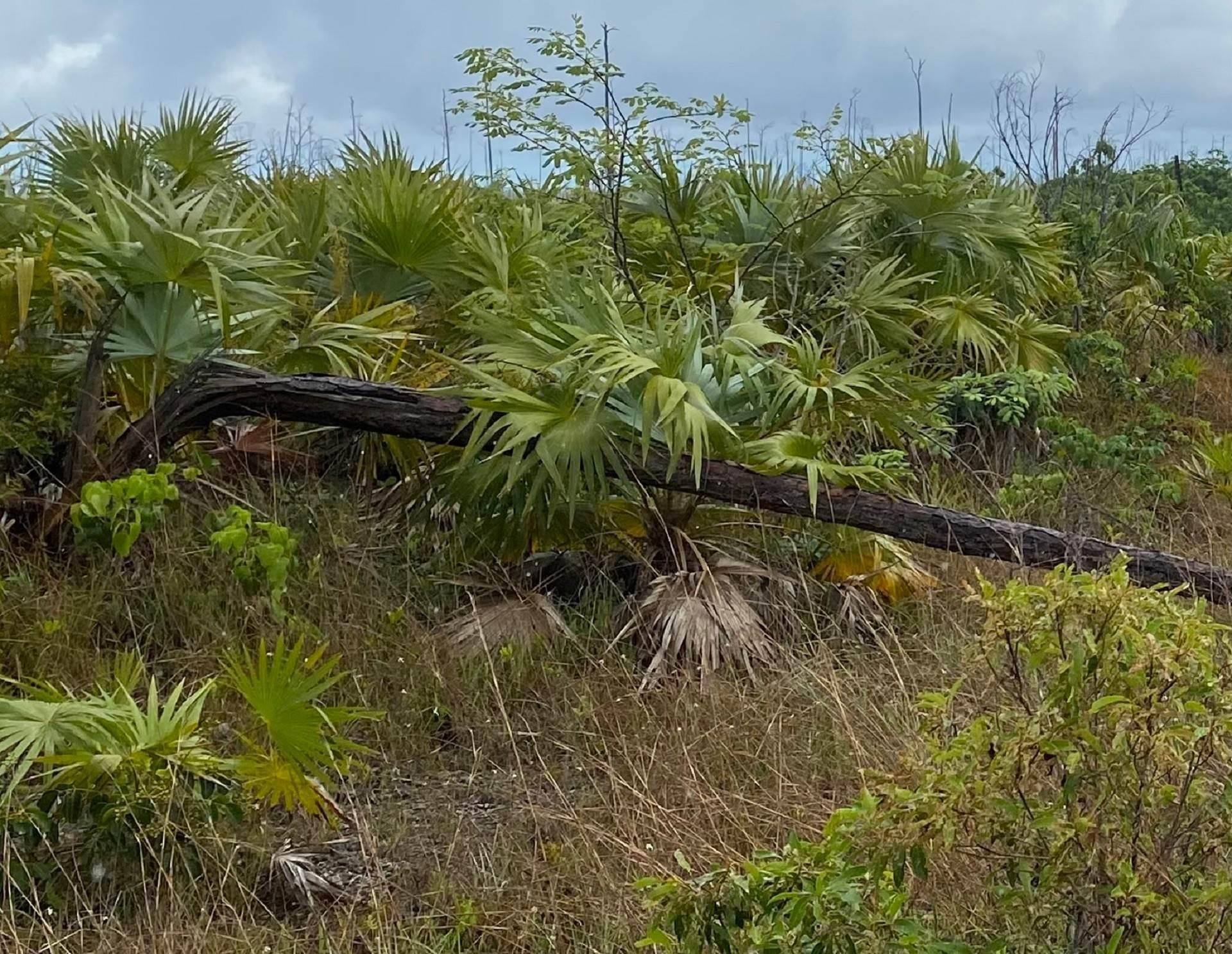  LUCAYA ESTATE PROPERTY,Lucaya