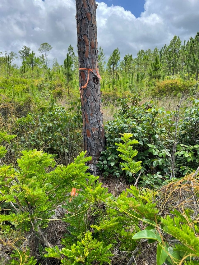  MAIN LUMBER ROAD,Other Andros