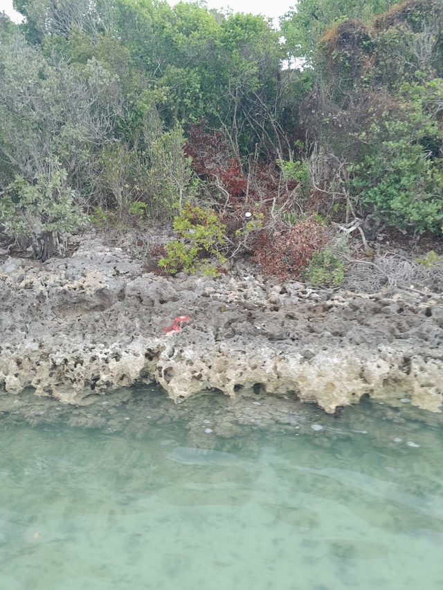  LISBON CREEK,Mangrove Cay