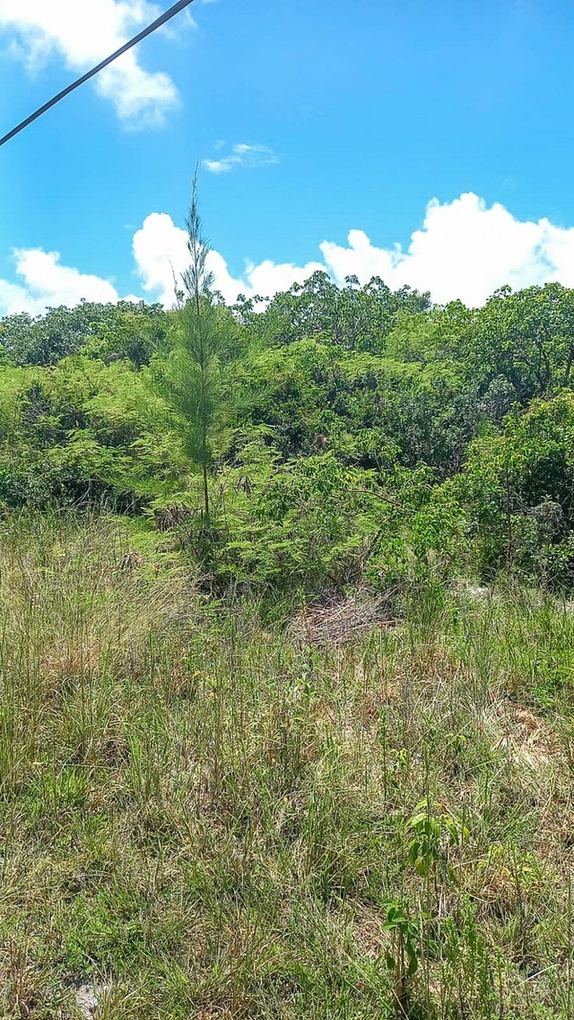  SOUTH ANDROS ACREAGE,Congo Town