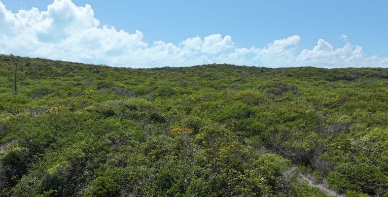  LONG ISLAND,Moritmers