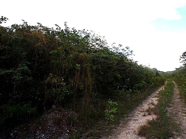  PLOT# 20 O'NEIL'S,O'Neils