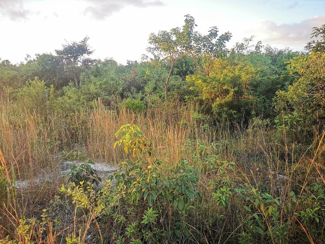  9 ACRE LOT OFF CARMICHAEL RD,Carmichael Road