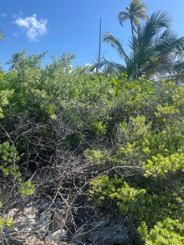 B6 DRIGGS HILL,Other Andros